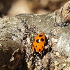 Hippodamia variegata (Spotted Amber Ladybird) at Turner, ACT - 26 Sep 2021 by LD12