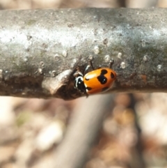 Hippodamia variegata at Turner, ACT - 26 Sep 2021 02:41 PM