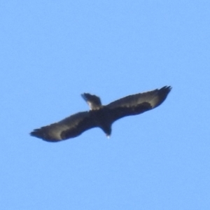 Aquila audax at Tuggeranong DC, ACT - 26 Sep 2021 01:37 PM