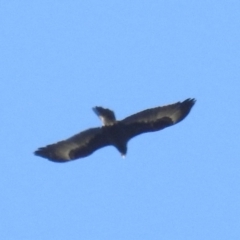 Aquila audax (Wedge-tailed Eagle) at Cooleman Ridge - 26 Sep 2021 by HelenCross