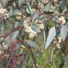 Eucalyptus polyanthemos (Red Box) at Cooleman Ridge - 26 Sep 2021 by HelenCross