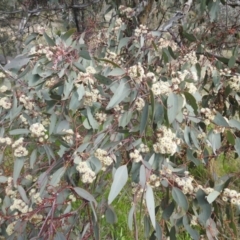 Eucalyptus polyanthemos at Tuggeranong DC, ACT - 26 Sep 2021