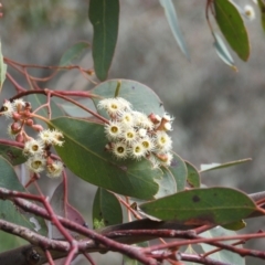 Eucalyptus polyanthemos at Cooleman Ridge - 26 Sep 2021