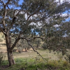 Eucalyptus polyanthemos at Cooleman Ridge - 26 Sep 2021