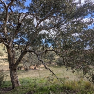 Eucalyptus polyanthemos at Tuggeranong DC, ACT - 26 Sep 2021