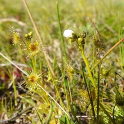 Drosera gunniana (Pale Sundew) at Lions Youth Haven - Westwood Farm A.C.T. - 26 Sep 2021 by HelenCross
