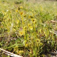 Drosera gunniana at Stromlo, ACT - 26 Sep 2021 02:48 PM