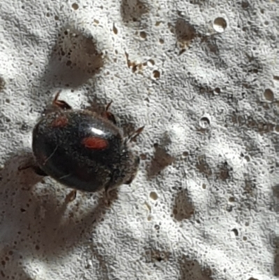 Coccinellidae (family) (Unidentified lady beetle) at Turner, ACT - 26 Sep 2021 by LD12