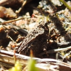 Tetrigidae (family) (Pygmy grasshopper) at Lions Youth Haven - Westwood Farm A.C.T. - 26 Sep 2021 by HelenCross