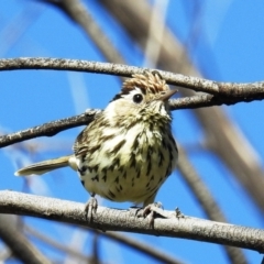 Pyrrholaemus sagittatus (Speckled Warbler) at Lions Youth Haven - Westwood Farm A.C.T. - 26 Sep 2021 by HelenCross