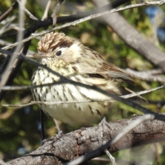 Pyrrholaemus sagittatus at Tuggeranong DC, ACT - 26 Sep 2021