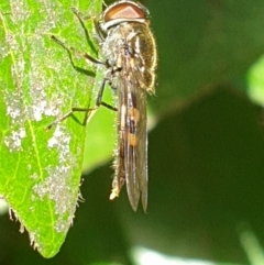 Syrphini (tribe) (Unidentified syrphine hover fly) at Turner, ACT - 26 Sep 2021 by LD12