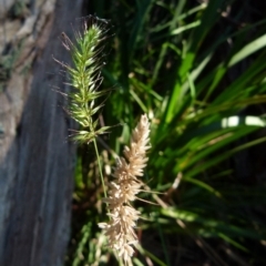Echinopogon sp. (Hedgehog Grass) at Boro, NSW - 23 Sep 2021 by Paul4K