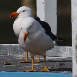 Larus pacificus at Nyerimilang, VIC - 13 Sep 2019 01:37 PM