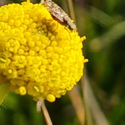 Craspedia variabilis (Common Billy Buttons) at O'Malley, ACT - 26 Sep 2021 by Mike