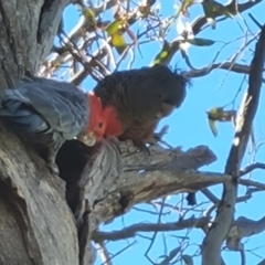 Callocephalon fimbriatum (Gang-gang Cockatoo) at O'Malley, ACT - 26 Sep 2021 by Mike