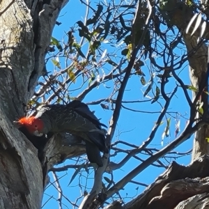 Callocephalon fimbriatum at O'Malley, ACT - 26 Sep 2021