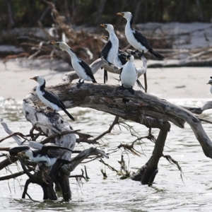 Microcarbo melanoleucos at Nyerimilang, VIC - 13 Sep 2019