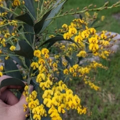 Daviesia latifolia (Hop Bitter-Pea) at Wodonga - 24 Sep 2021 by Darcy