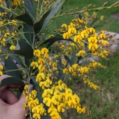 Daviesia latifolia (Hop Bitter-Pea) at Baranduda, VIC - 24 Sep 2021 by Darcy