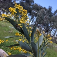 Daviesia latifolia at Baranduda, VIC - 24 Sep 2021 12:49 PM