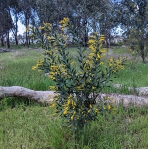 Daviesia latifolia at Baranduda, VIC - 24 Sep 2021