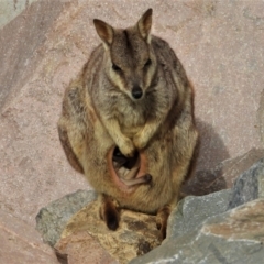 Unidentified Kangaroo / Wallaby (TBC) at Kelso, QLD - 27 Jun 2021 by TerryS