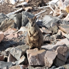Petrogale assimilis (Allied Rock Wallaby) at Kelso, QLD - 18 Apr 2019 by TerryS