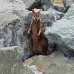 Unidentified Kangaroo / Wallaby (TBC) at Kelso, QLD - 8 Feb 2020 by TerryS