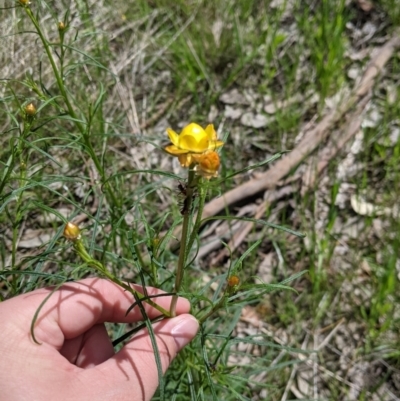 Xerochrysum viscosum (Sticky Everlasting) at WREN Reserves - 24 Sep 2021 by Darcy