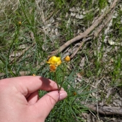 Xerochrysum viscosum at Baranduda, VIC - 24 Sep 2021