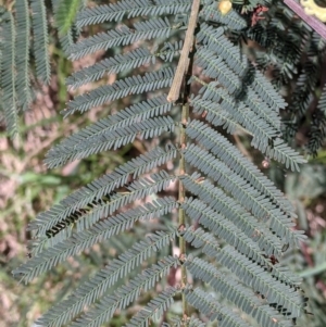 Acacia dealbata subsp. dealbata at Baranduda, VIC - 24 Sep 2021 12:56 PM