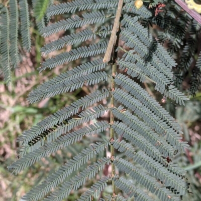Acacia dealbata subsp. dealbata (Silver Wattle) at Wodonga - 24 Sep 2021 by Darcy