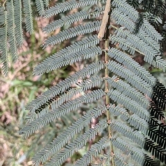 Acacia dealbata subsp. dealbata at Baranduda, VIC - 24 Sep 2021 12:56 PM