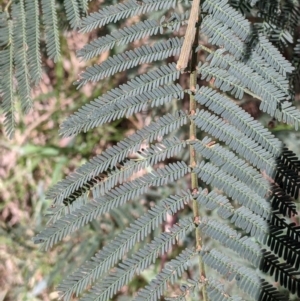 Acacia dealbata subsp. dealbata at Baranduda, VIC - 24 Sep 2021