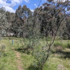 Acacia dealbata subsp. dealbata at Baranduda, VIC - 24 Sep 2021