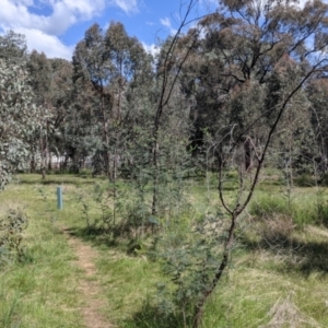 Acacia dealbata subsp. dealbata at Baranduda, VIC - 24 Sep 2021 12:56 PM