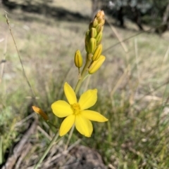 Bulbine bulbosa (Golden Lily, Bulbine Lily) at Pearce, ACT - 25 Sep 2021 by BronClarke