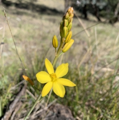 Bulbine bulbosa (Golden Lily) at Pearce, ACT - 24 Sep 2021 by BronClarke