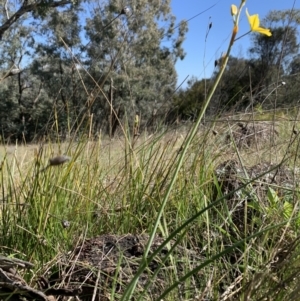 Bulbine bulbosa at Pearce, ACT - 25 Sep 2021