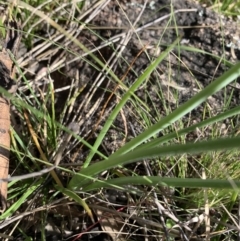 Bulbine bulbosa at Pearce, ACT - 25 Sep 2021 09:25 AM