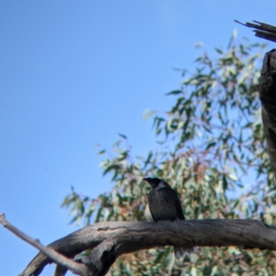 Philemon corniculatus (Noisy Friarbird) at WREN Reserves - 24 Sep 2021 by Darcy