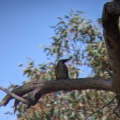 Philemon corniculatus at Baranduda, VIC - 24 Sep 2021