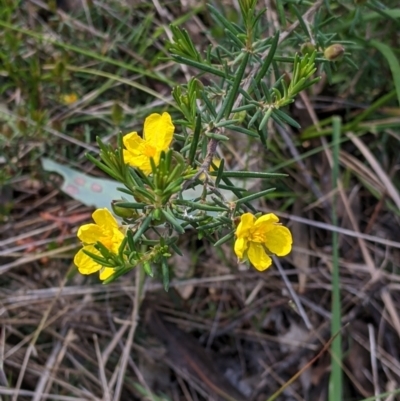 Hibbertia riparia (Erect Guinea-flower) at Baranduda, VIC - 24 Sep 2021 by Darcy