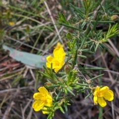 Hibbertia riparia at Baranduda, VIC - 24 Sep 2021 01:07 PM