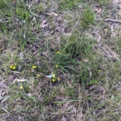 Hibbertia riparia at Baranduda, VIC - 24 Sep 2021