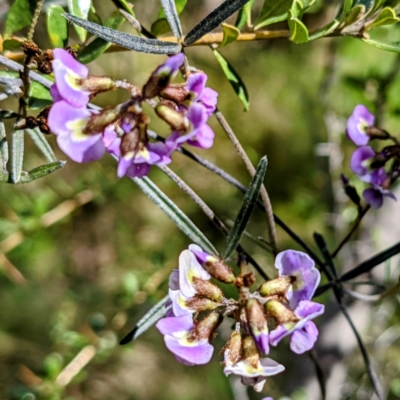 Glycine clandestina (Twining Glycine) at Tuggeranong DC, ACT - 26 Sep 2021 by HelenCross