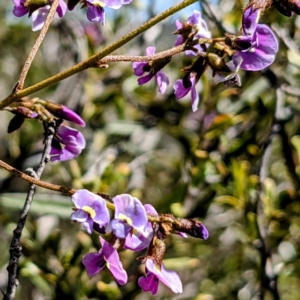 Glycine clandestina at Tuggeranong DC, ACT - 26 Sep 2021