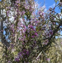 Glycine clandestina at Tuggeranong DC, ACT - 26 Sep 2021