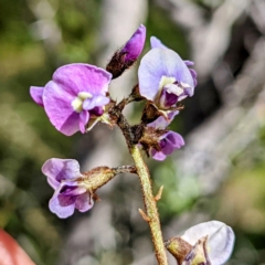 Glycine clandestina at Tuggeranong DC, ACT - 26 Sep 2021 01:25 PM